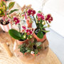 Spain orchidee geel rood
